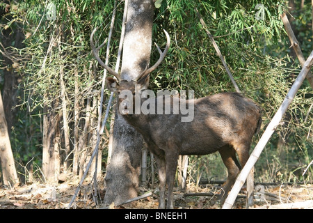 Un cerf Sambar se trouve dans jungle de Bandhavgarh National Park, Inde Banque D'Images