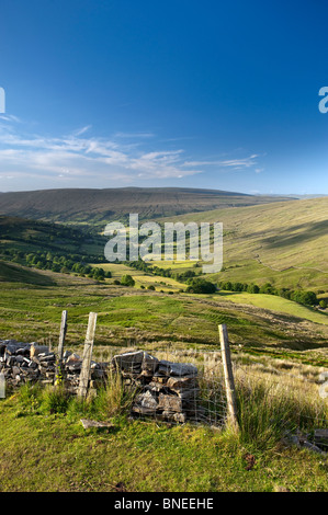 À la recherche de pâturages Whernside Dentdale vers le bas. Cumbria Banque D'Images