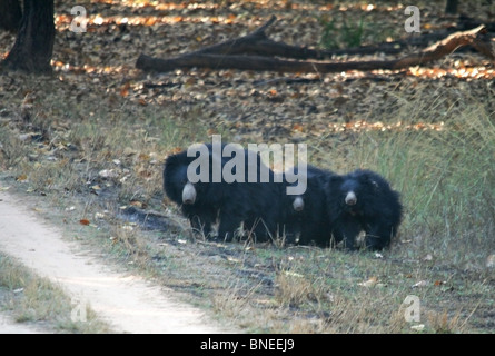 Une famille de trois ours repéré en Bandhavgarh National Park, Inde Banque D'Images