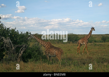 Deux Girafes Masai parcourt d'Acacia dans le Masai Mara National Reserve, Kenya, Afrique de l'Est Banque D'Images