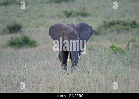 Comité permanent de l'Eléphant d'Afrique dans les prairies du Masai Mara National Reserve, Kenya, Afrique de l'Est Banque D'Images