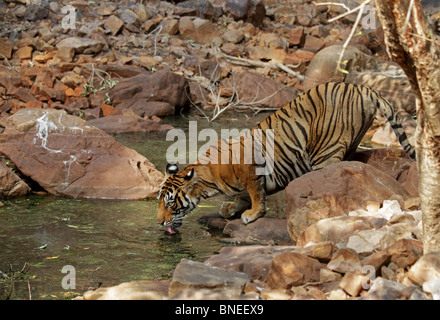 Tiger eau potable d'un trou d'eau dans le Parc National de Ranthambhore, Inde Banque D'Images