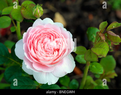 Rose rose variété 'Reine de Suède" Banque D'Images