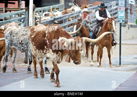 L'élevage de bestiaux Cowboys Longhorns de rues de Fort Worth au Texas du Nord Banque D'Images