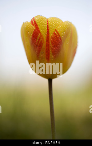 Fine Art Image d'une tulipe jaune et rouge Banque D'Images