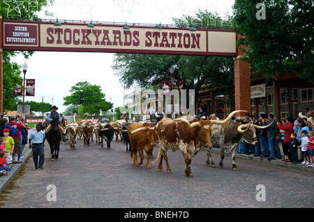 L'élevage de bestiaux Cowboys Longhorns de rues de Fort Worth au Texas du Nord Banque D'Images