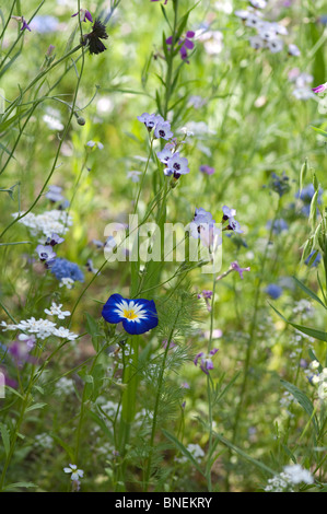 Mini prairie de fleurs annuelles, nain matin gloire 'Blue Ensign' se distingue parmi les autres fleurs Banque D'Images