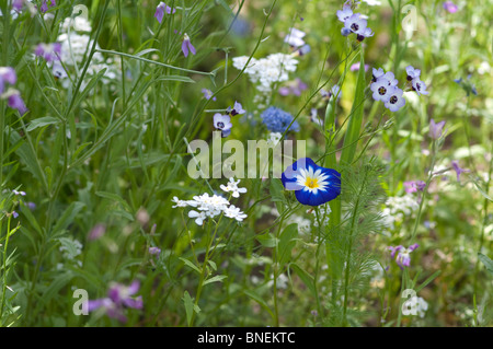 Mini prairie de fleurs annuelles, nain matin gloire 'Blue Ensign' se distingue parmi les fleurs plus petites Banque D'Images