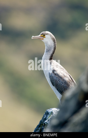 Spotted Shag Stictocarbo juvénile punctatus Banque D'Images