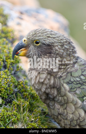 Kea ou perroquet de montagne nestor notabilis Banque D'Images