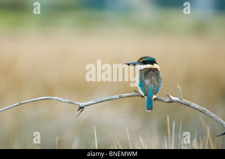 Sacred Kingfisher Halcyon sancta Banque D'Images