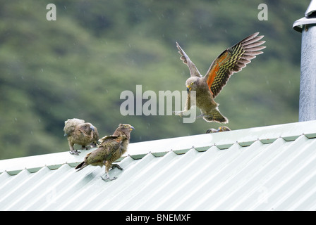 Kea ou perroquet de montagne nestor notabilis Banque D'Images