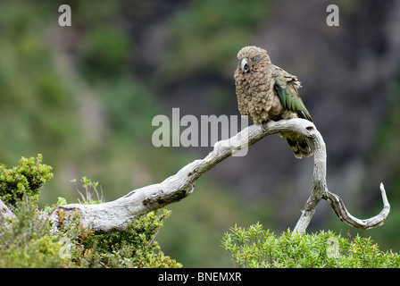 Kea ou perroquet de montagne nestor notabilis Banque D'Images