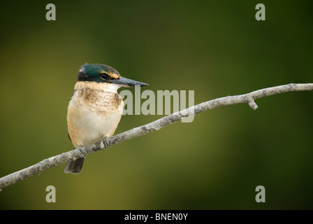 Sacred Kingfisher Halcyon sancta Banque D'Images