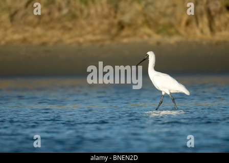 Spatule royale Platalea regia Banque D'Images