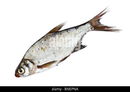 Poissons d'eau douce en face de fond blanc. Banque D'Images