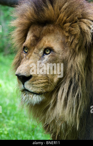 Lion mâle, le zoo de Beauval Banque D'Images