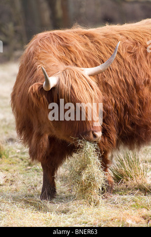 L'alimentation des vaches Highland pour l'ensilage Banque D'Images