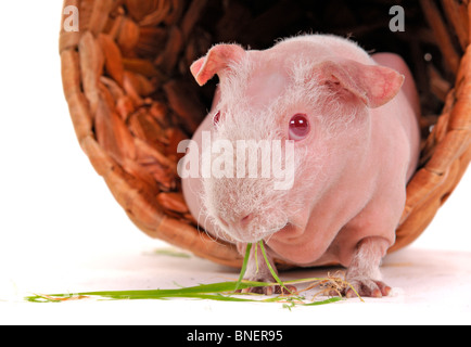 Cochon est d'avoir son repas végétarien Banque D'Images