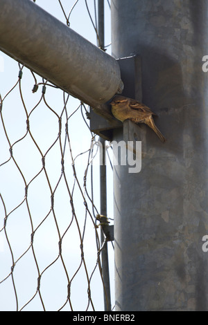 Une femelle Moineau friquet (passer montanus) la construction du nid en tube creux en clôture métallique Banque D'Images