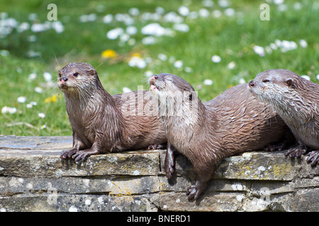 Trois Loutres Cendrées Asiatiques (Aonyx cinereus) Bain de soleil sur la banque d'une petite rivière Banque D'Images