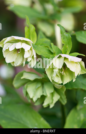 L'hellébore blanc double fleurs à éclore au printemps dans la région de Sussex, England, UK Banque D'Images