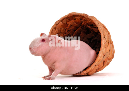 Cute Cavia dans un pot de fleurs Banque D'Images