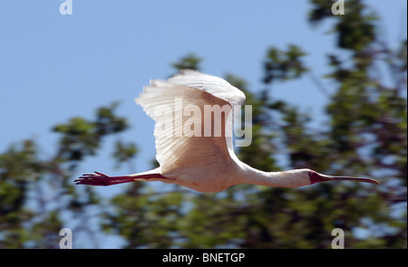 Le soleil du matin les captures les ailes de la spatule d'Afrique à la recherche d'un site d'atterrissage dans le parc national de Tsavo Ouest, au Kenya. Banque D'Images