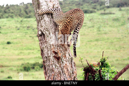 Un Léopard faire le travail acharné de venant d'un arbre dans le parc national du Masai Mara, Kenya, Afrique de l'Est. Banque D'Images