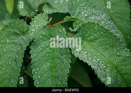 Gouttes d'eau sur les feuilles de vigne verte dans Central Park Banque D'Images