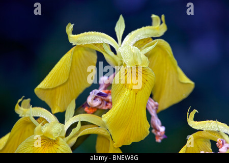 Gouttes d'eau sur des fleurs dans Central Park, Shakespeare's garden Banque D'Images