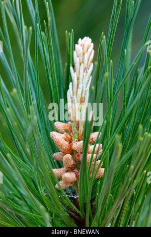 Le pin sylvestre, Pinus sylvestris ; avec ses fleurs mâles Banque D'Images