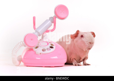 Cochon sur une conférence téléphonique Banque D'Images