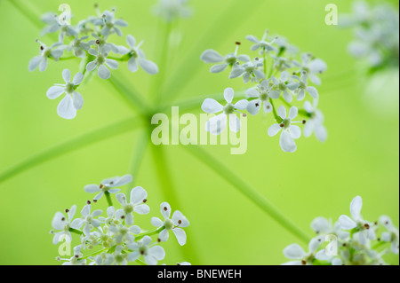 Cow parsley fleurs close up Banque D'Images