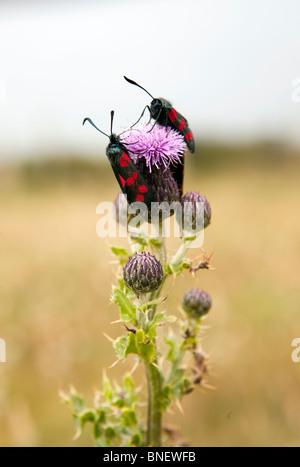 Royaume-uni, Pays de Galles, Gwynedd, péninsule de Lleyn, Mynydd Cilan, deux six papillons burnet spot sur thistle Banque D'Images