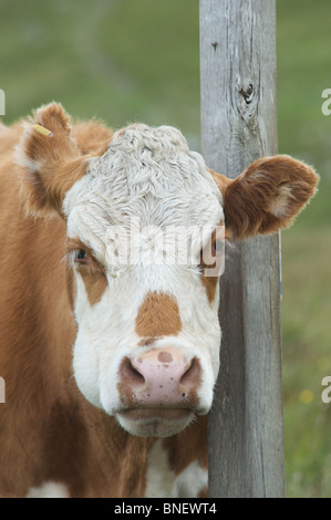 Une vache brune et blanche par un post, sur l'île de Skye, Écosse, Hébrides intérieures. Banque D'Images