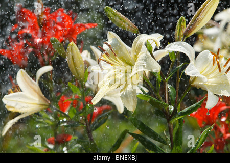 Lilly dans backlited la pluie par le soleil Banque D'Images