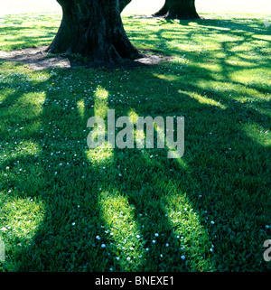 Un arbre jette une ombre sur l'herbe verte. Banque D'Images