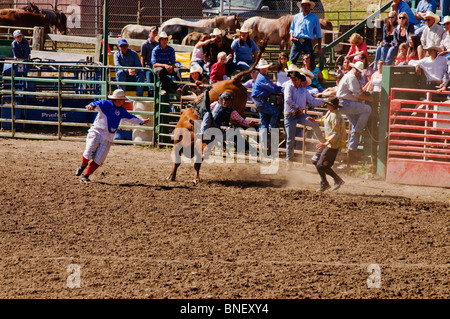 La monte de taureau à l'Établissement Ferndale rodeo. Ce bull rider a été s'éteint du taureau, et sa main est encore coincé dans le gréement. Banque D'Images