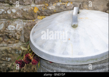Roses morts sortant de poubelle dans le cimetière de St John the Baptist Church, à Axbridge, Somerset, UK Banque D'Images