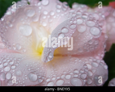 Les gouttelettes d'eau et de gouttes de rosée ou gouttelettes en close-up sur bégonia rose fleur ou blossom Banque D'Images