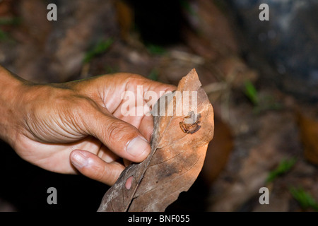 Homme tenant une petite grenouille sur une feuille, Sabah, Malaisie Banque D'Images