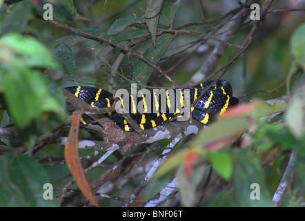 Serpent Boiga dendrophila (mangrove) reposant dans un arbre de la mangrove, de la rivière Kinabatangan, Sabah, Malaisie Banque D'Images