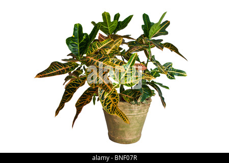 Croton (Codiaeum variegatum tropicales) plante en pot. © Myrleen Pearson Banque D'Images
