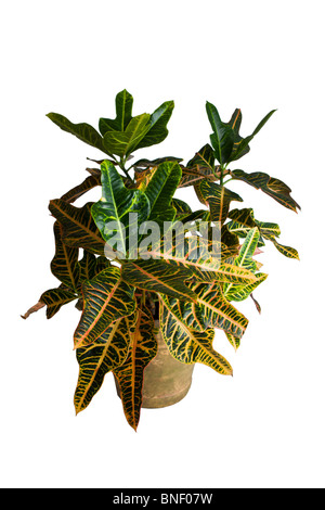 Croton (Codiaeum variegatum tropicales) plante en pot. © Myrleen Pearson Banque D'Images