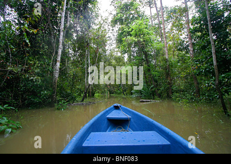 Forêt inondée pendant la saison des pluies, la rivière Kinabatangan, Sabah, Malaisie Banque D'Images