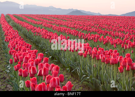 Rangées de tulipes rouges dans un champ Banque D'Images