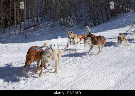 L'équipe de chien de traîneau en course de formation Banque D'Images