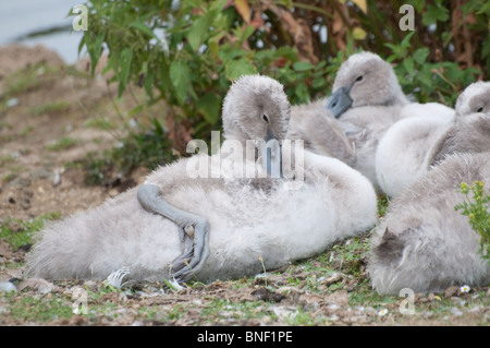 Un cygne du signet, lissage, assis avec d'autres paquets. Banque D'Images