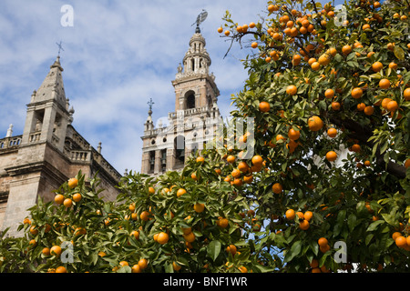 La Giralda (ancien minaret mosquée transformée en Cathédrale clocher) derrière la fructification des fruits orange tree. Séville / Sevilla. L'Espagne. Banque D'Images